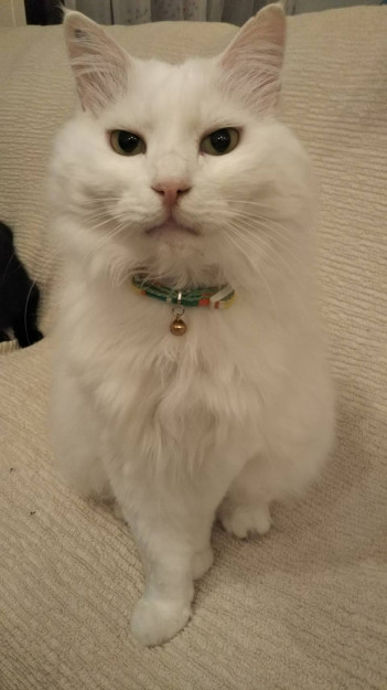 コメント7の画像