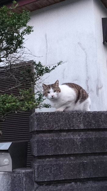 コメント4022の画像