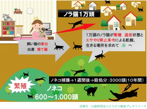 コメント271の画像