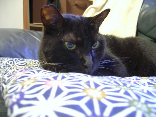 コメント13の画像