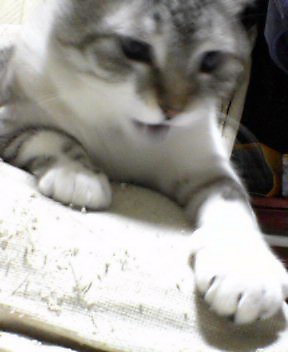 コメント2の画像