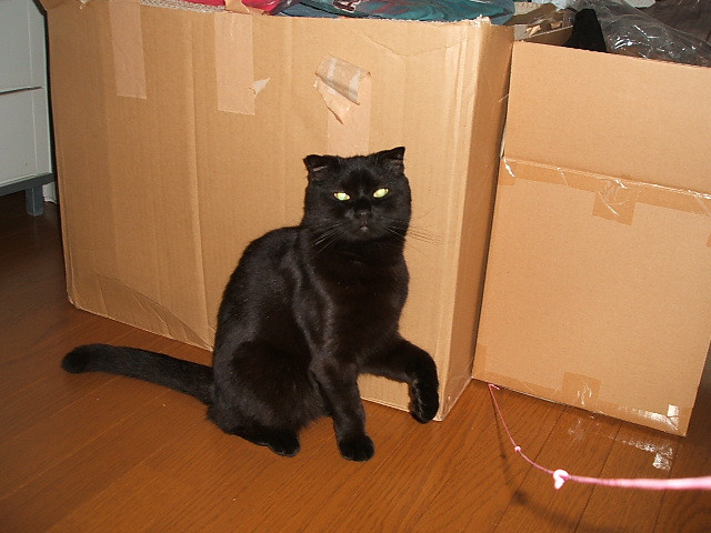 コメント8の画像