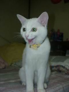 コメント19の画像