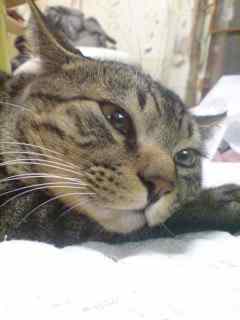 コメント63の画像