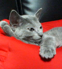 コメント31の画像