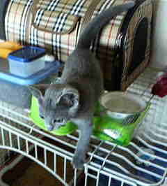 コメント34の画像