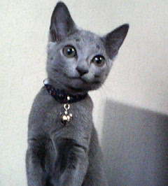 コメント39の画像