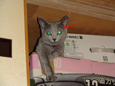 コメント105の画像