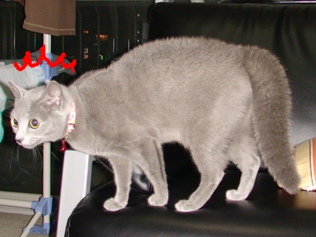 コメント133の画像