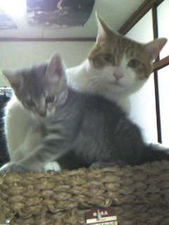 コメント30の画像