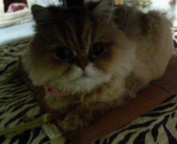 コメント49の画像