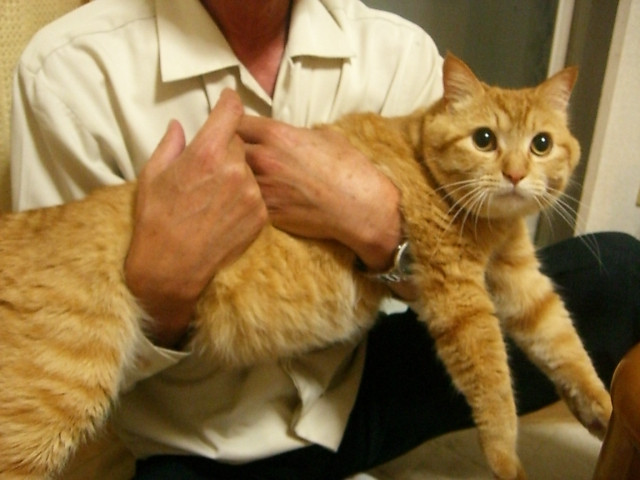 コメント46の画像