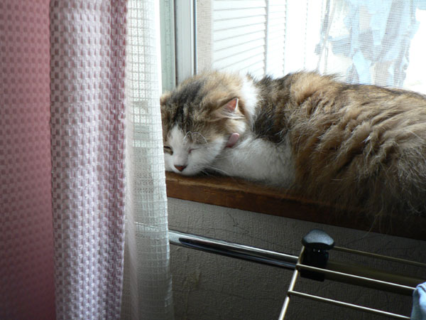 コメント50の画像