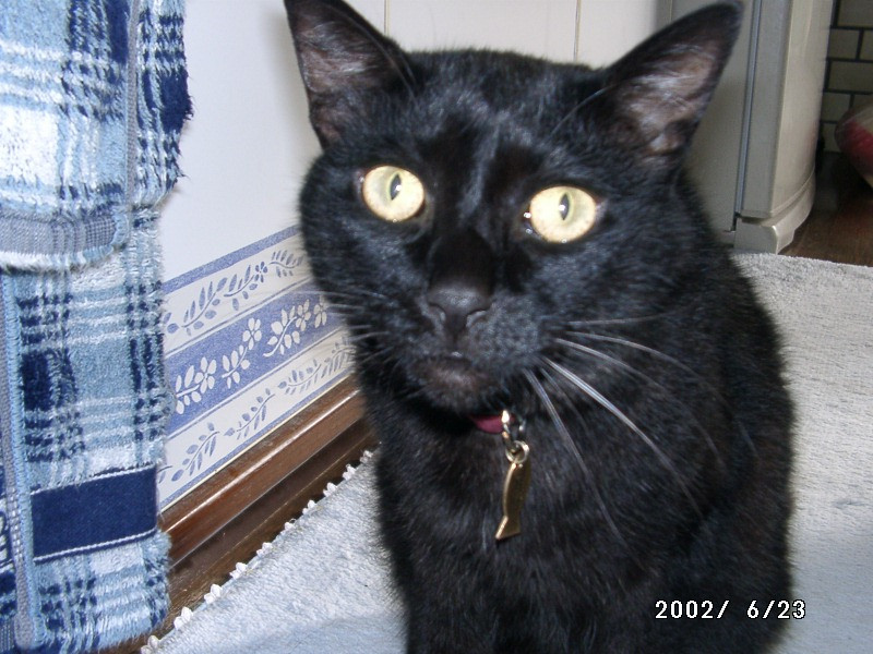 コメント51の画像