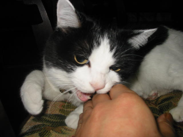 コメント52の画像