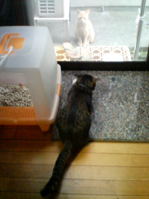 コメント53の画像