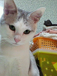 コメント54の画像