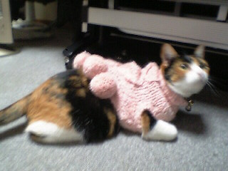 コメント57の画像