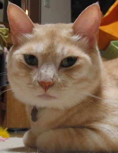 コメント65の画像