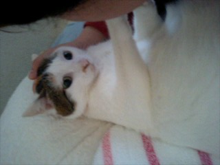 コメント70の画像