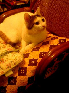 コメント73の画像