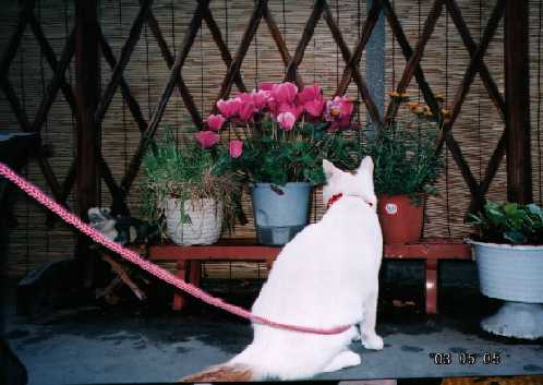 コメント75の画像