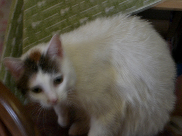 コメント78の画像