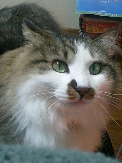 コメント1の画像