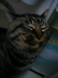 コメント88の画像