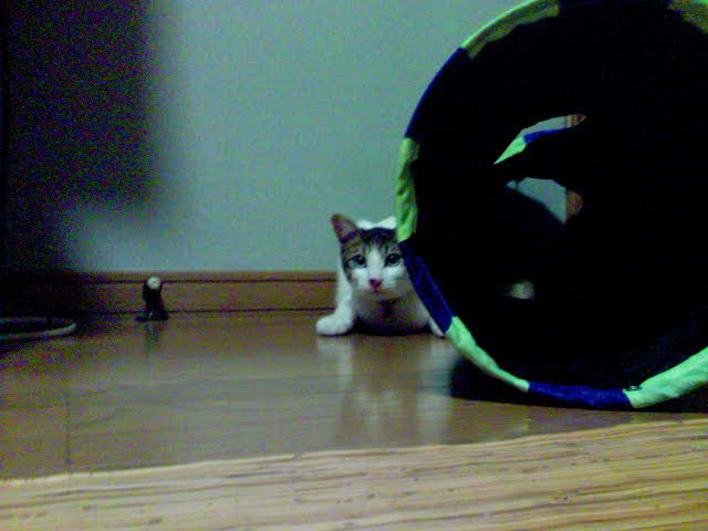 コメント109の画像