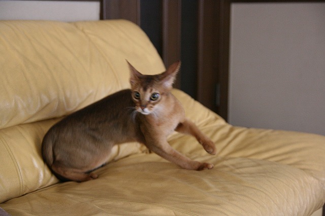 コメント115の画像