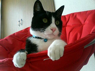 コメント112の画像