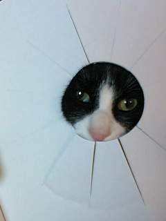 コメント116の画像