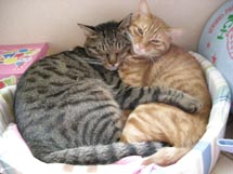 コメント128の画像