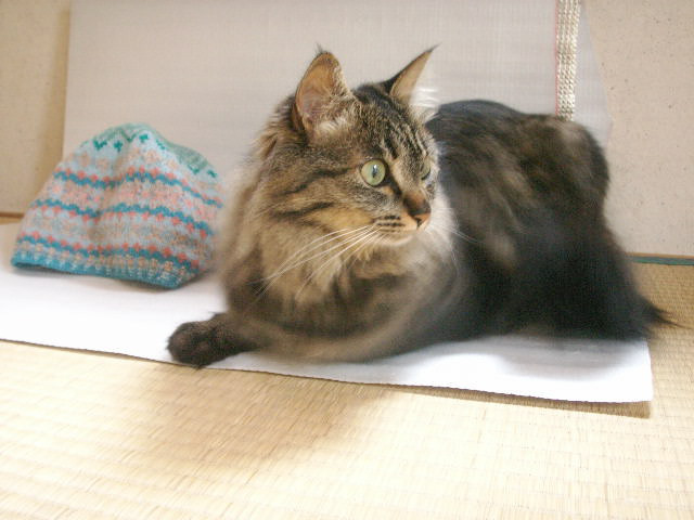 コメント136の画像