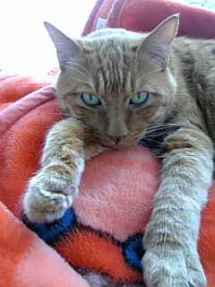 コメント32の画像