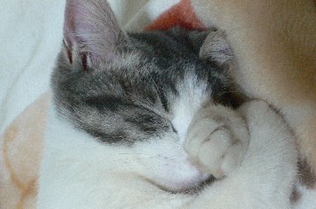 コメント5の画像