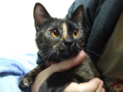 コメント4の画像