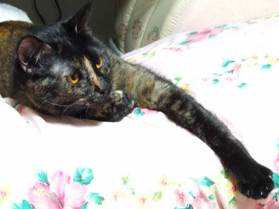 コメント7の画像