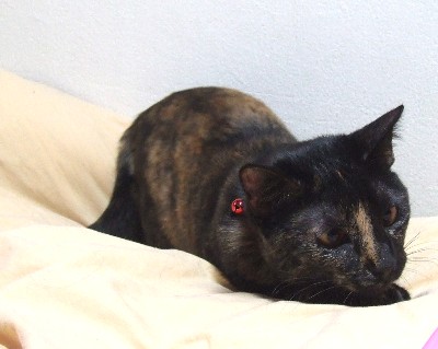 コメント11の画像