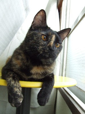 コメント15の画像