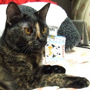 コメント18の画像