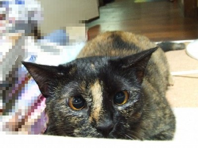 コメント20の画像