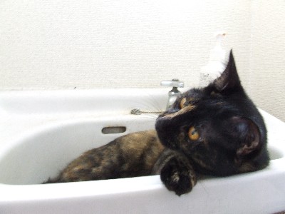 コメント22の画像