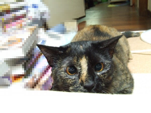 コメント24の画像