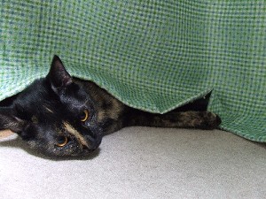 コメント27の画像