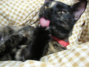 コメント38の画像