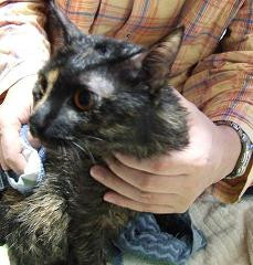 コメント56の画像