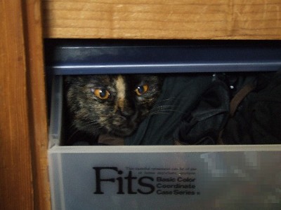 コメント60の画像