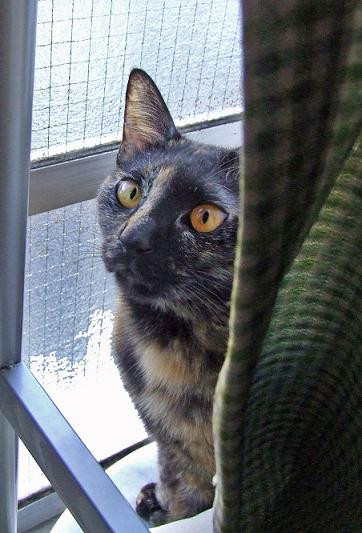 コメント62の画像